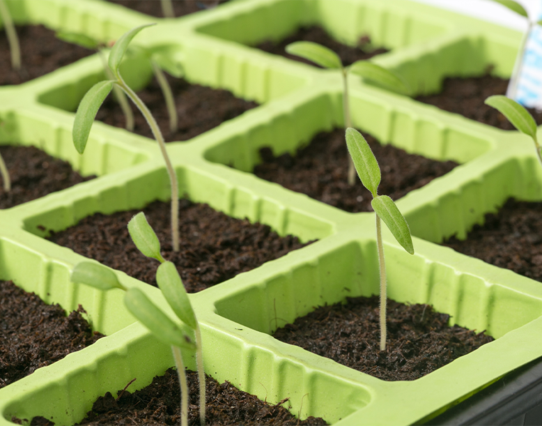 Seedling Tray