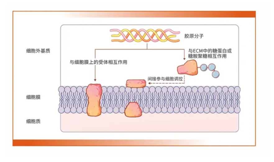 胶原档案之——胶原生物活性